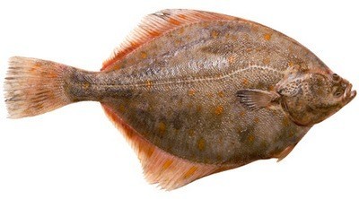 Камбала - рыба для гурманов | Простые рецепты на каждый день